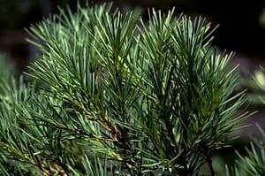 tea-tree-plant-melaleuca-alternifolia