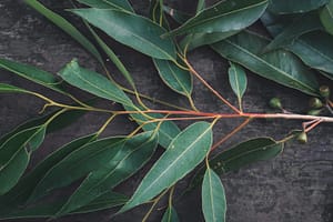 eucalyptus-leaves