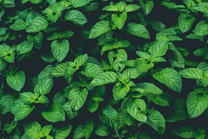 mint-leaves-mentha-arvenis