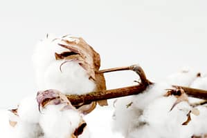 Superscnet-Cotton-flower