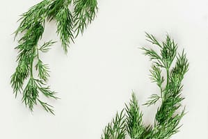 Superscent-Pine-woody-herbal