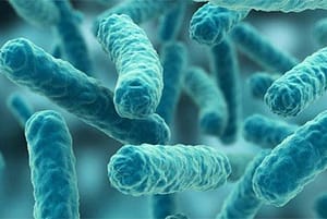 Natori-Bifida-Ferment-FT-HD