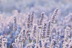 lavender-flowers